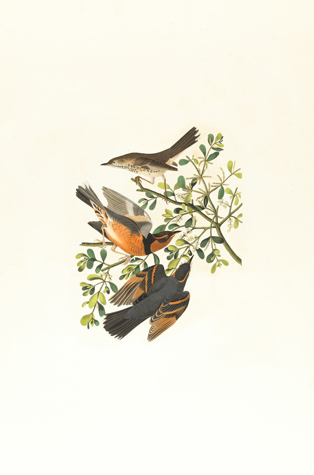 Mountain mocking bird,Varied thrush, male & female,Orpheus montanus. Artist:
Audubon, John James, 1785-1851 https://ark.digitalcommonwealth.org/ark:/50959/9s16d744d Please visit Digital Commonwealth to view more images: https://www.digitalcommonwealth.org.