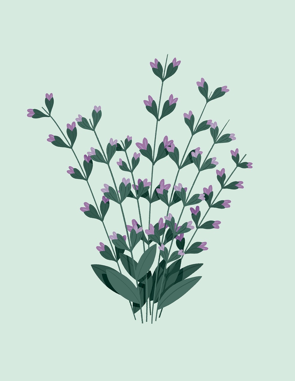 sage, flower background, flowers, nature, beautiful flowers, medicinal plant, flower wallpaper, flora, digital art, light green, purple